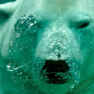 Círculo Polar