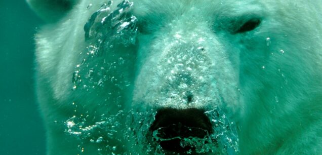 Círculo Polar
