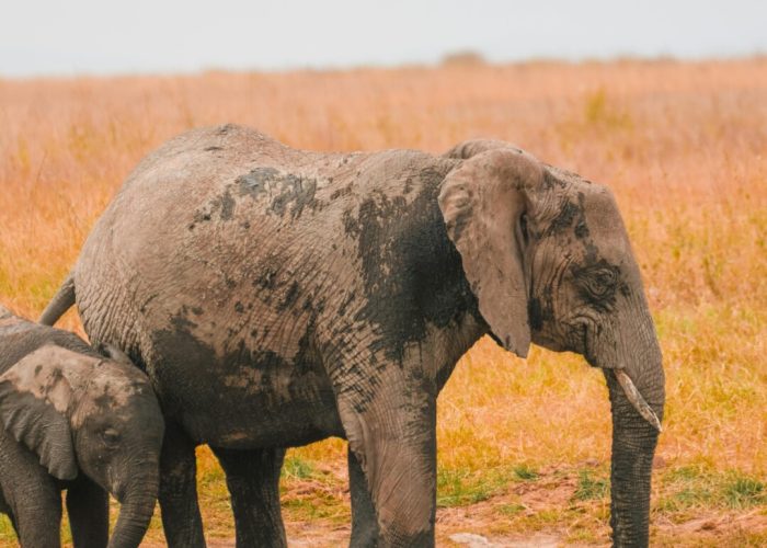 pexels-alex-ning-523843601-33376386