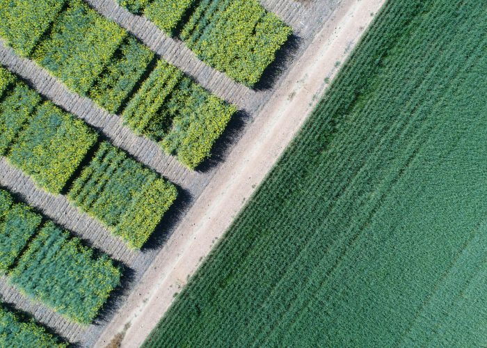 pexels-arievr-1568204