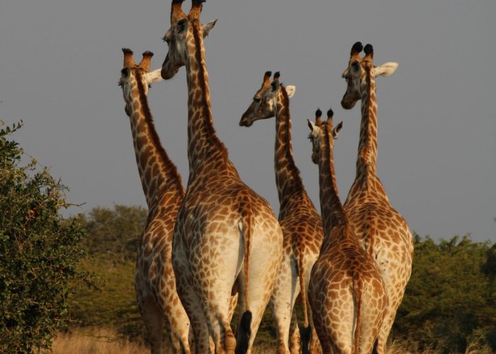 pexels-charmain-14247342