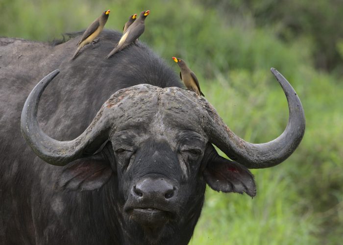 pexels-dkeats-32617501