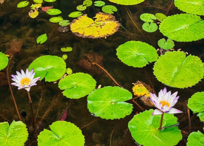 pexels-g-cicconeto-2152098123-33311247