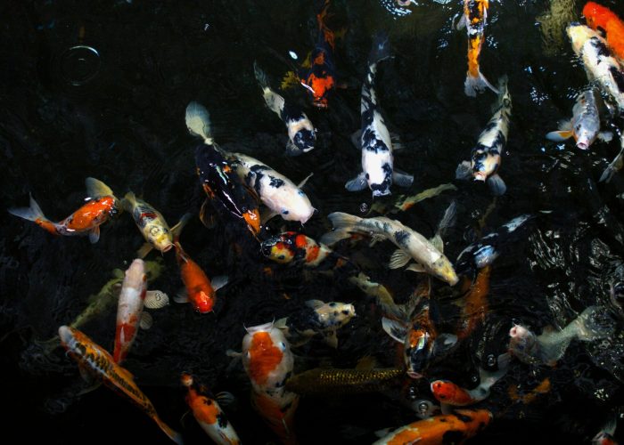 pexels-jeremy-nungchim-706216849-19451805