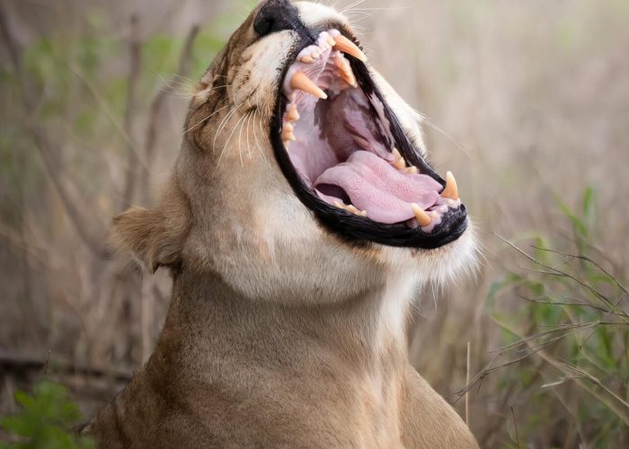 pexels-lorenzo-boldorini-134457203-33364351