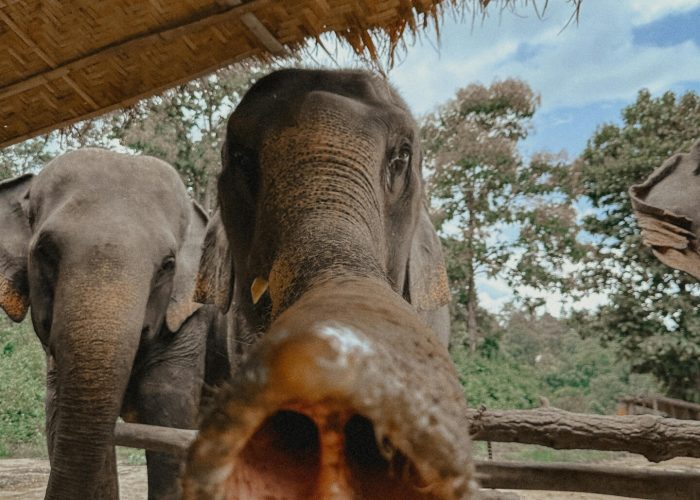 pexels-nicolette-amara-1751373425-28079647